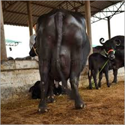 Murrah Buffalo - Adult Female, Black Color | High Milk Production, Nutritionally Fed, Parasite Resistant, Vaccinated For Optimal Health