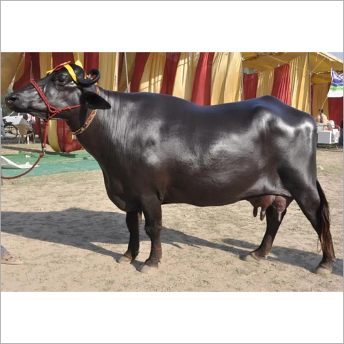 Murrah Buffalo - Adult Female, Black Color | High Milk Production, Nutritionally Fed, Parasite Resistant, Vaccinated For Optimal Health
