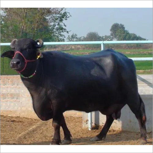 Murrah Buffalo - Adult Female, Black Color | High Milk Production, Nutritionally Fed, Parasite Resistant, Vaccinated For Optimal Health