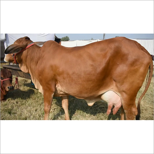 Sahiwal Cow - Adult Female, Dairy Breed | High Milk Production, Fed Nutritious Grass, Kept In Hygienic Conditions