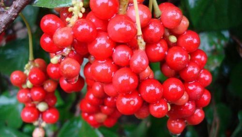Schisandra Berry Extract