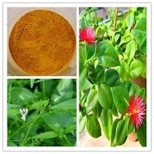 Andrographis Extract - Premium Quality Natural Extract, Tested for Purity and Freshness, Ideal for Liver Health and Immunity Support