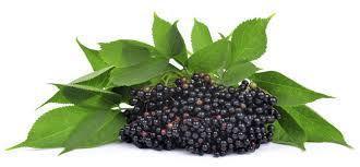 Elderberry Extract