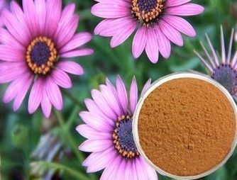 Echinacea Extract - Powder Form, Brown Color | Solvent Extracted, Shelf Life 2 Years, Cool Dry Storage