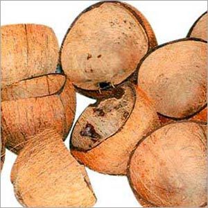 Coconut Shell