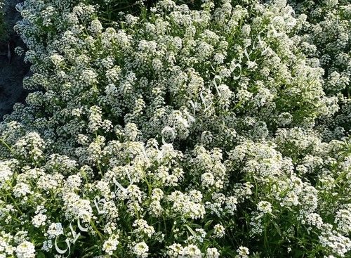 Alyssum Maritimum White