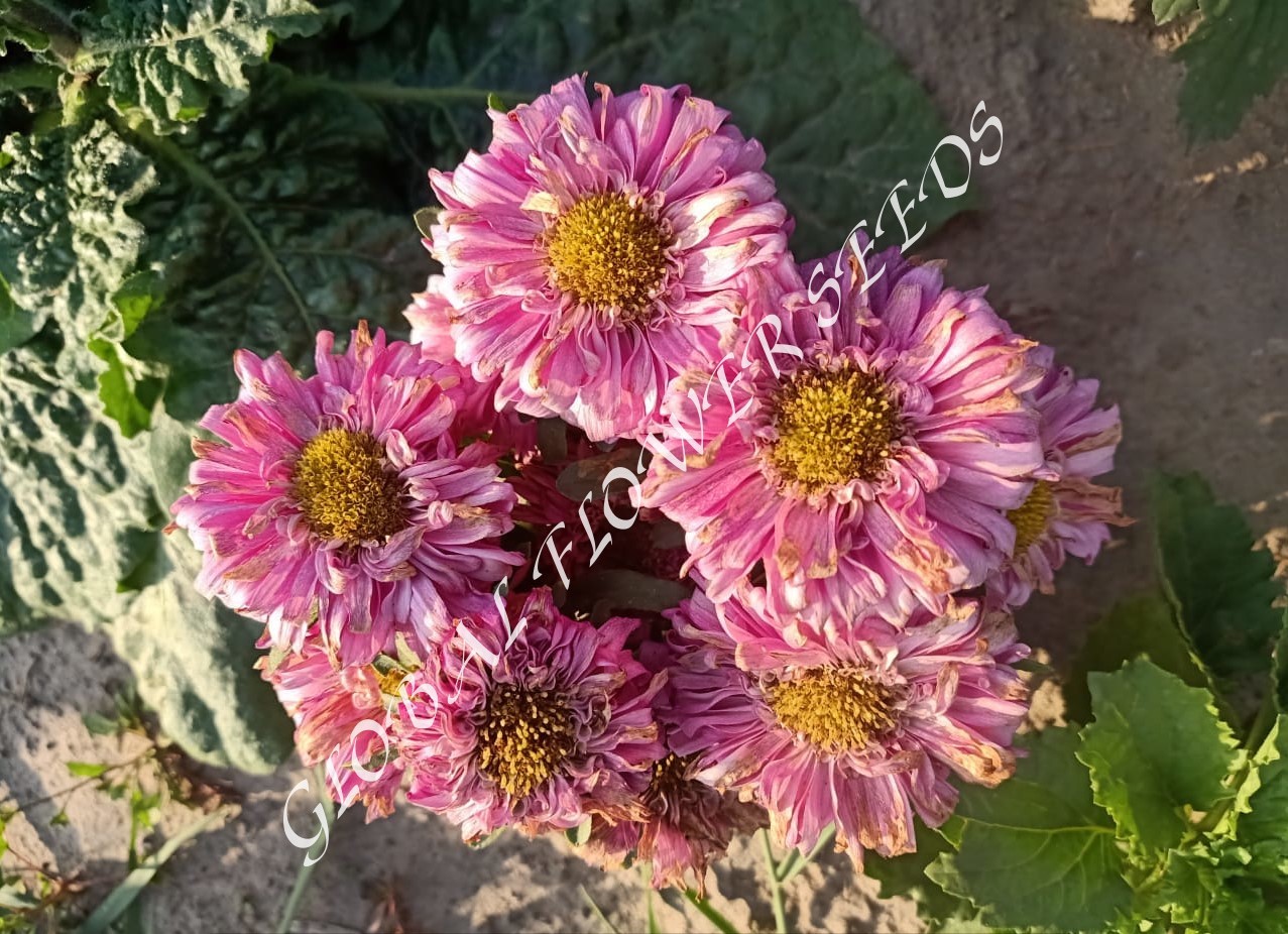 Aster Dwarf Mix