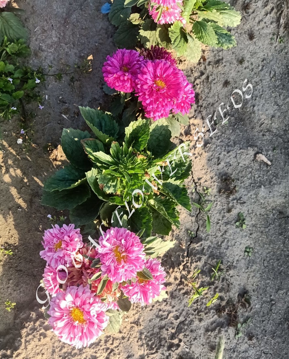 Aster Dwarf Mix