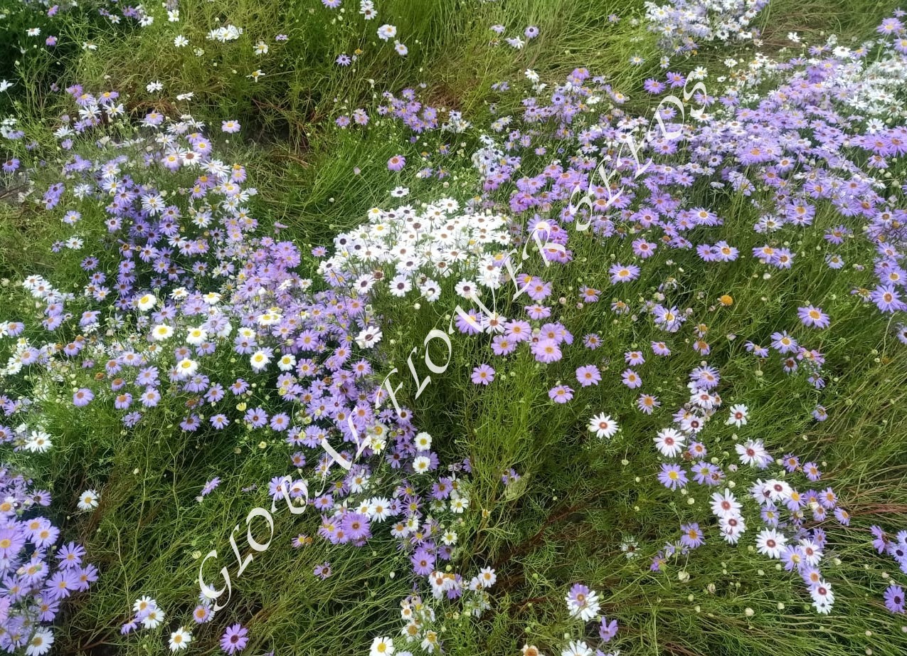 Brachycome Iberidifolia Mix