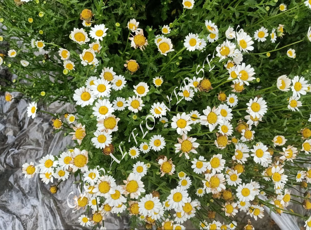Chrysanth Paludosum