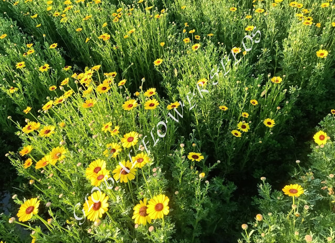 Chrysanth Segetum Eldorado