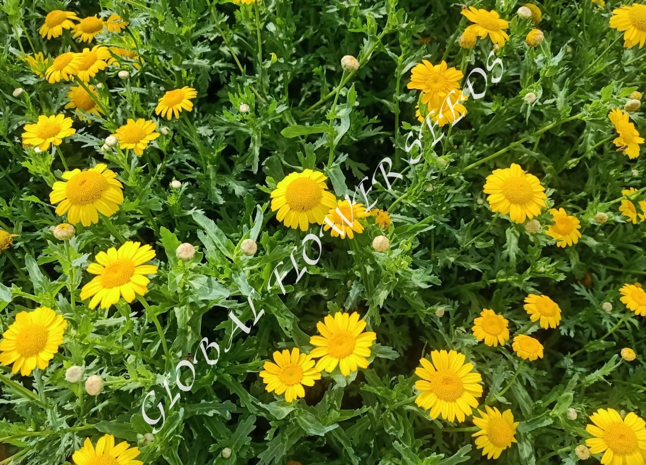 Chrysanthemum Segetum Gloria