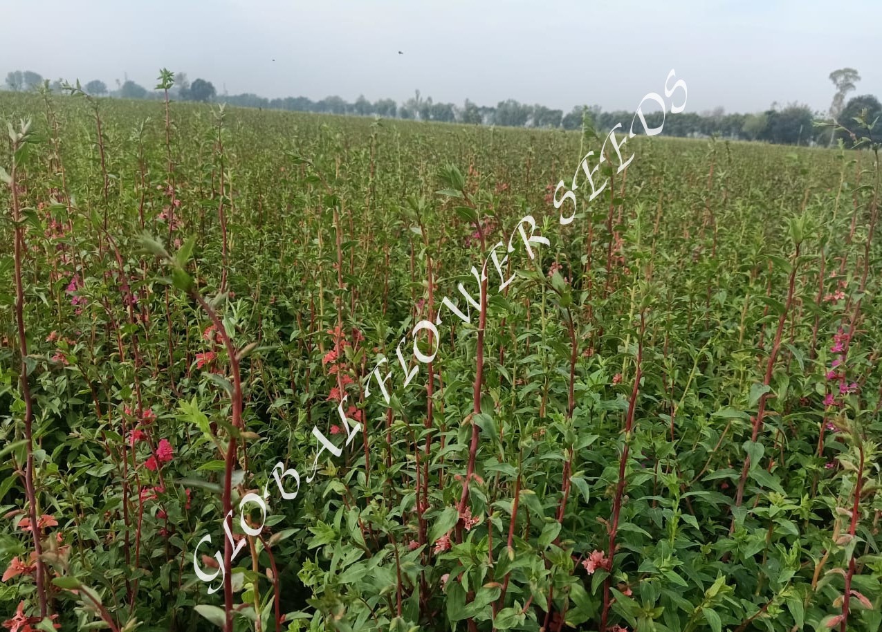 Clarkia Elegans Mix