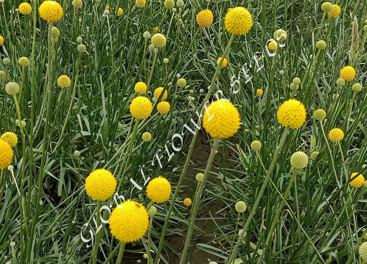 Craspedia Globosa