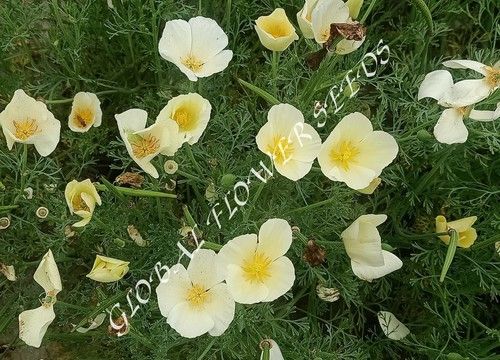 Eschscholzia कैलिफ़ोर्निका व्हाइट