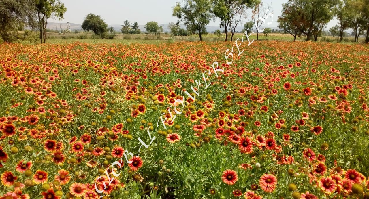 Gaillardia Aristata