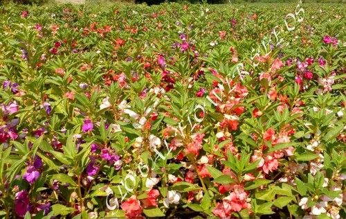 Impatiens Balsamina Dwarf Mix