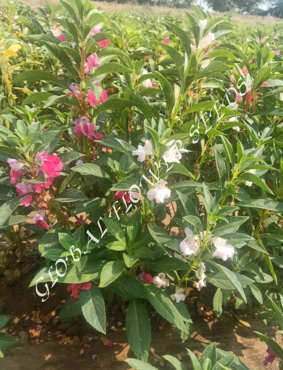 Impatiens Balsamina Dwarf Mix