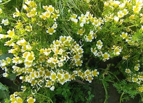 Limnanthes Douglasi Yellow And White