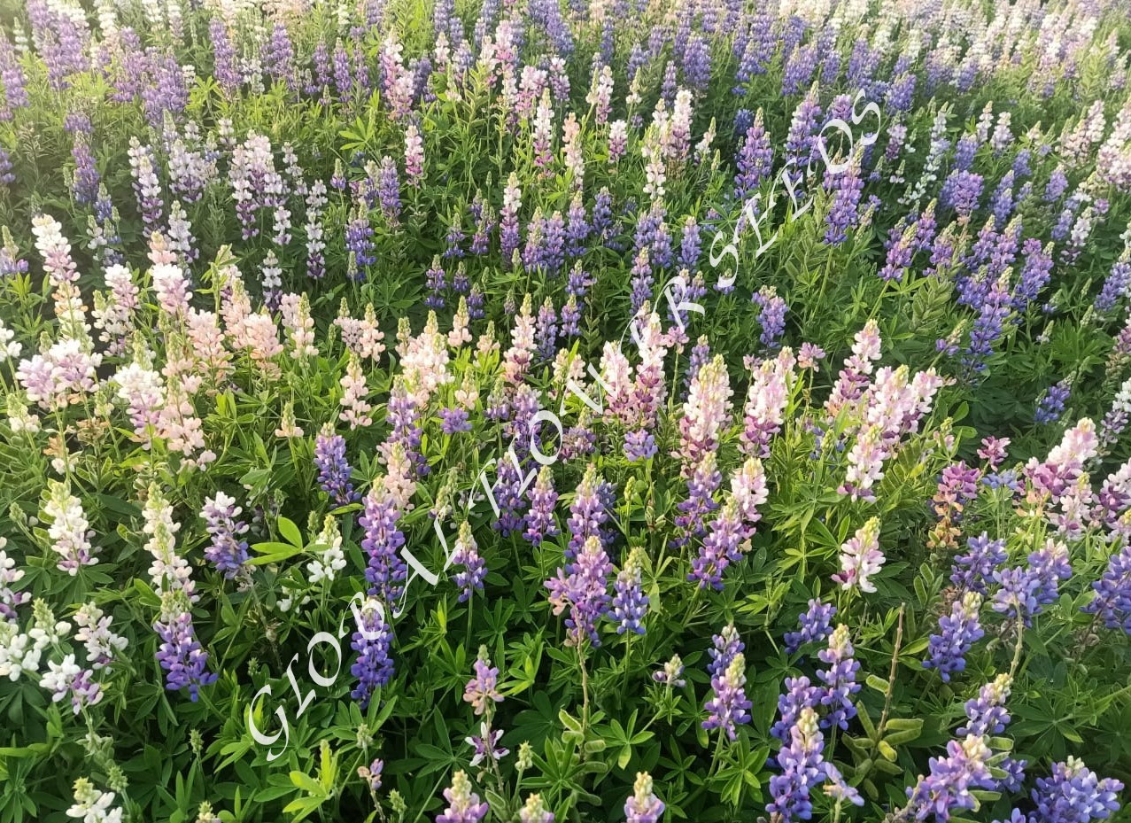 Lupinus Pixie Delight