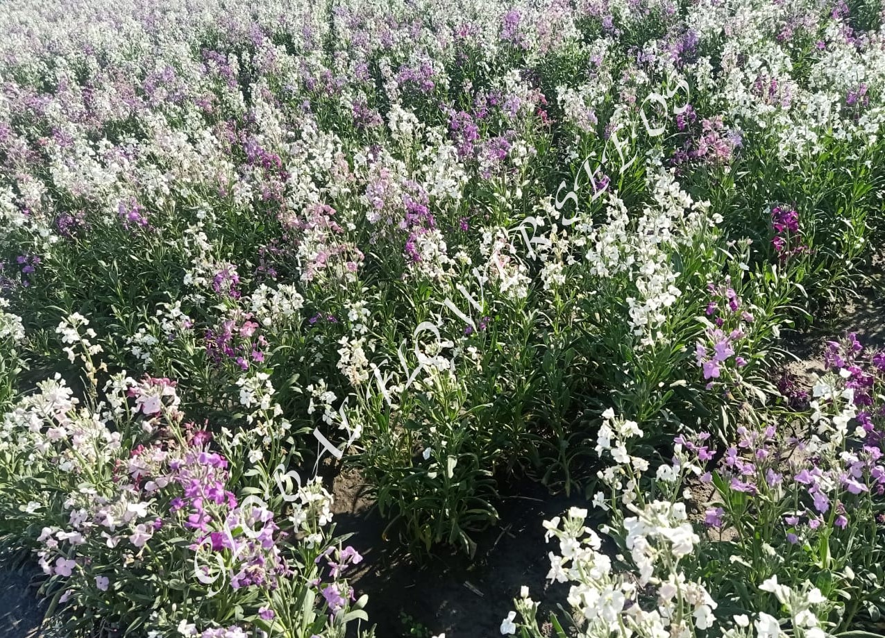 Matthiola Dwarf Ten Week Mix