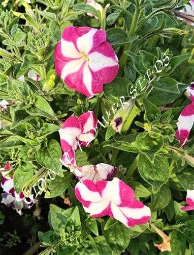 Petunia Hybrida Star With Star