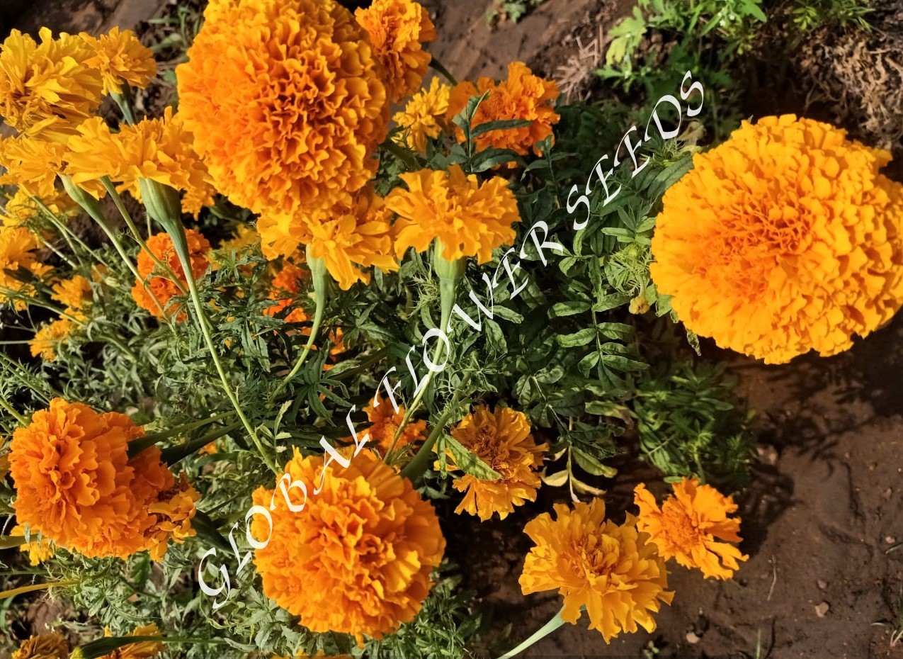 Tagetes Erecta Sun Mix