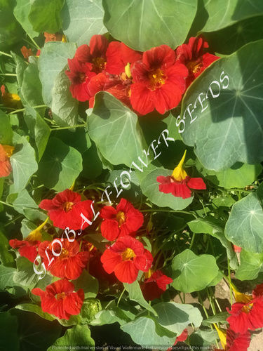 Tropaeolum Majus Semi Double Gleam Mahogany