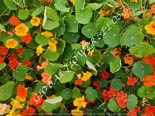 Tropaeolum Majus Semi Double Fl.gleam Hybrids Mix