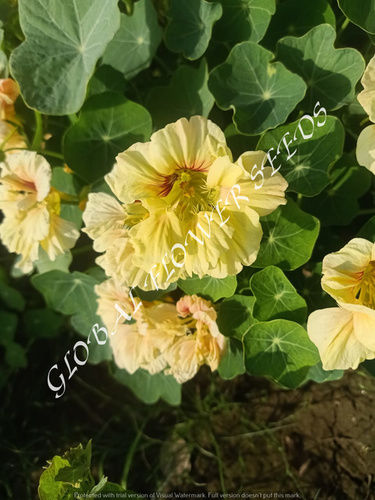 Tropaeolum Majus Semi Double Fl. Gleam Salmon