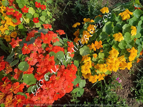 Tropaeolum Nanum Whirlybird Mix