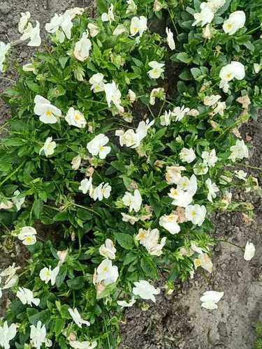 Pansy White