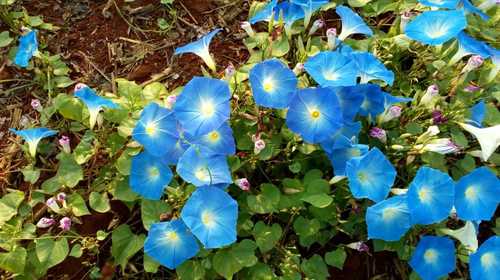 Ipomoea Purpura Blue