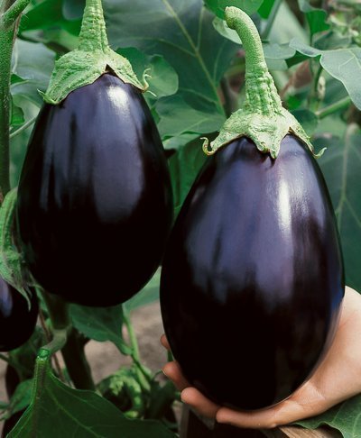 Brinjal Black Beauty