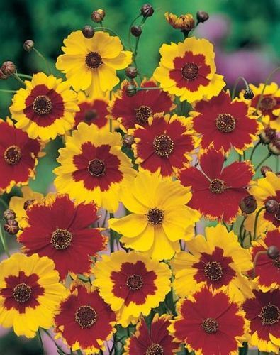 Coreopsis Tinctoria Dwarf Mix