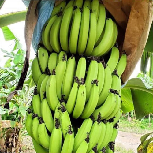 Organic Fresh Banana