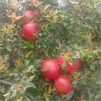 ऑर्गेनिक रेड अनार