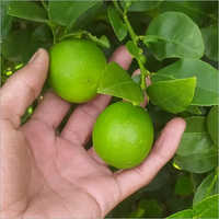 फ्रेश लेमन