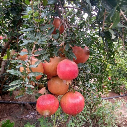 Red Pomegranate - Organic Whole Fruit, Fresh Natural Shape, Naturally Sweet Flavor | Perfect For Snacking And Culinary Creations