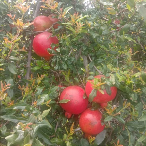 Red Pomegranate - Organic Whole Fruit, Fresh Natural Shape, Naturally Sweet Flavor | Perfect For Snacking And Culinary Creations