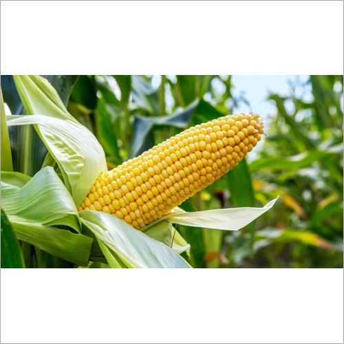 Yellow Maize - Organic Dried Grain, High Purity, Natural Size, Vibrant Yellow Color
