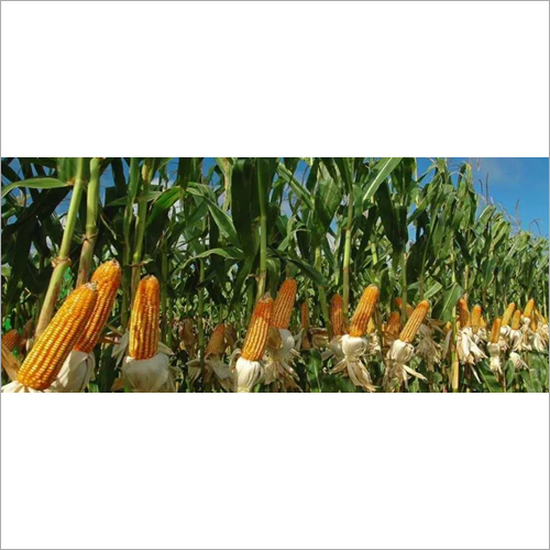 Yellow Maize - Organic Dried Grain, High Purity, Natural Size, Vibrant Yellow Color