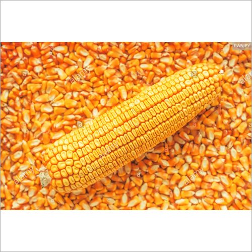 Yellow Maize - Organic Dried Grain, High Purity, Natural Size, Vibrant Yellow Color