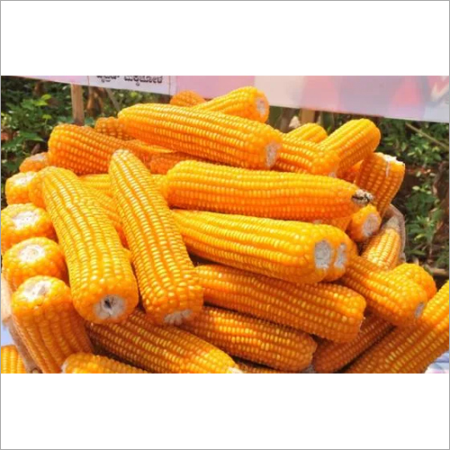 Yellow Maize - Organic Dried Grain, High Purity, Natural Size, Vibrant Yellow Color
