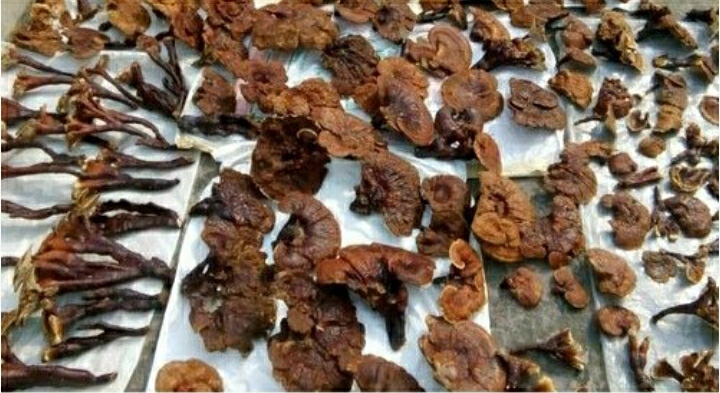 Brown Organic Dreid Ganoderma Mushroom