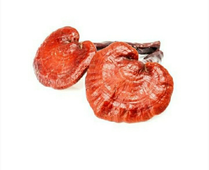 Brown Organic Dreid Ganoderma Mushroom