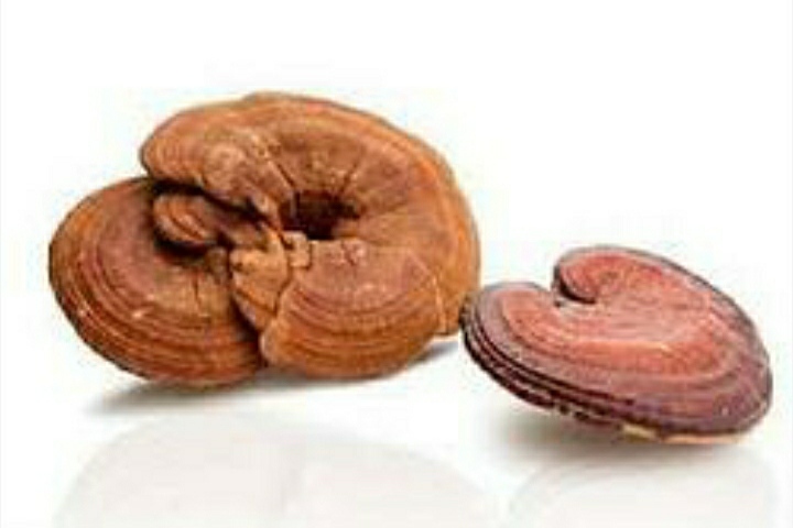 Brown Organic Dreid Ganoderma Mushroom