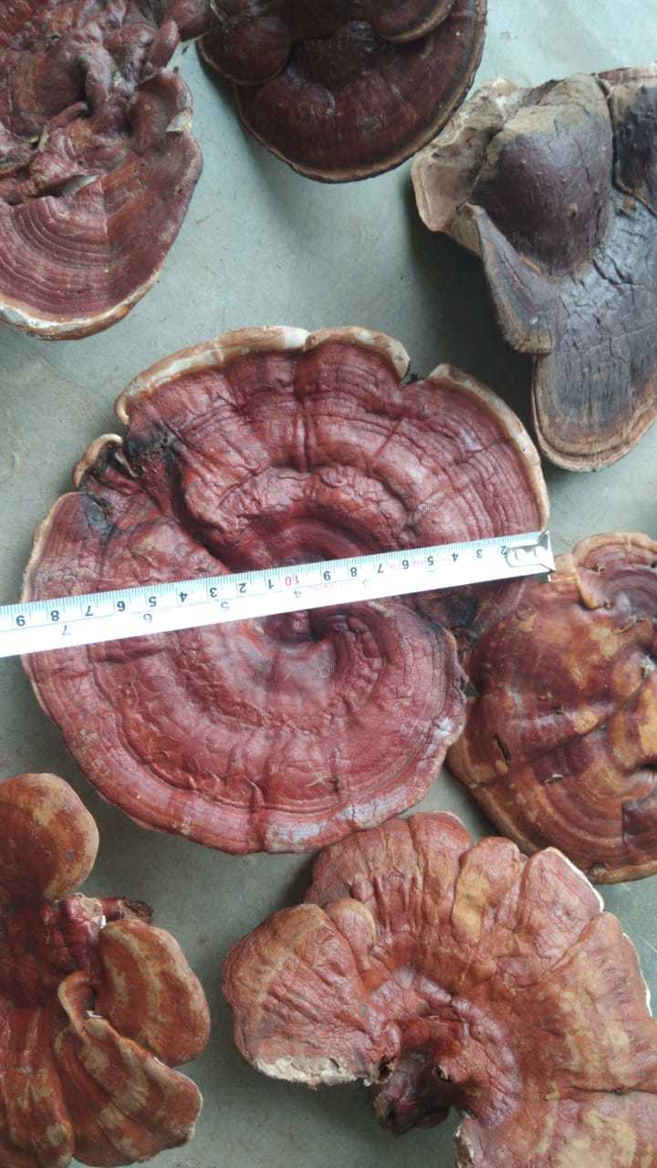 Brown Organic Dreid Ganoderma Mushroom