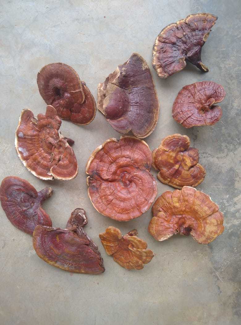 Brown Organic Dreid Ganoderma Mushroom