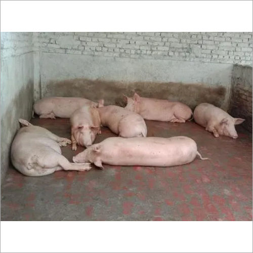 Light Pink Slottering Pigs